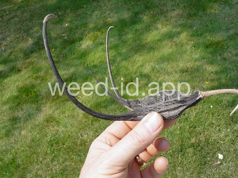 devil's-claw
